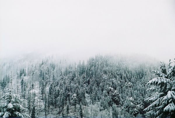 Snowy forest in fog by Natalia Hutak on Pexels
