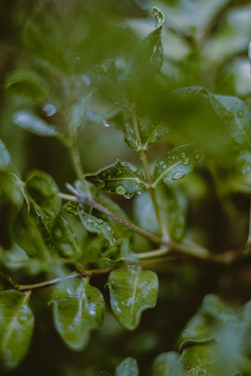 From below of fresh green leaves on thin tree branch with raindrops growing in forest