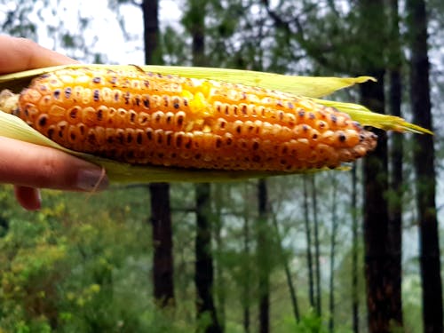 Foto stok gratis gigitan jagung, jagung dengan pohon, jagung di tangan