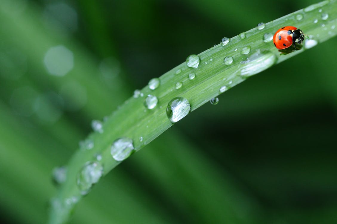 Безкоштовне стокове фото на тему «весна, вода, дощ» стокове фото