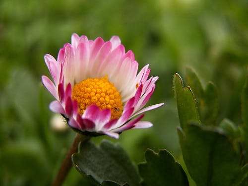Kostenlos Rosa Weiße Und Gelbe Blume Stock-Foto