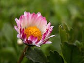 一张粉红色雏菊的宏观照片，黄色花心盛开，绿叶环绕四周