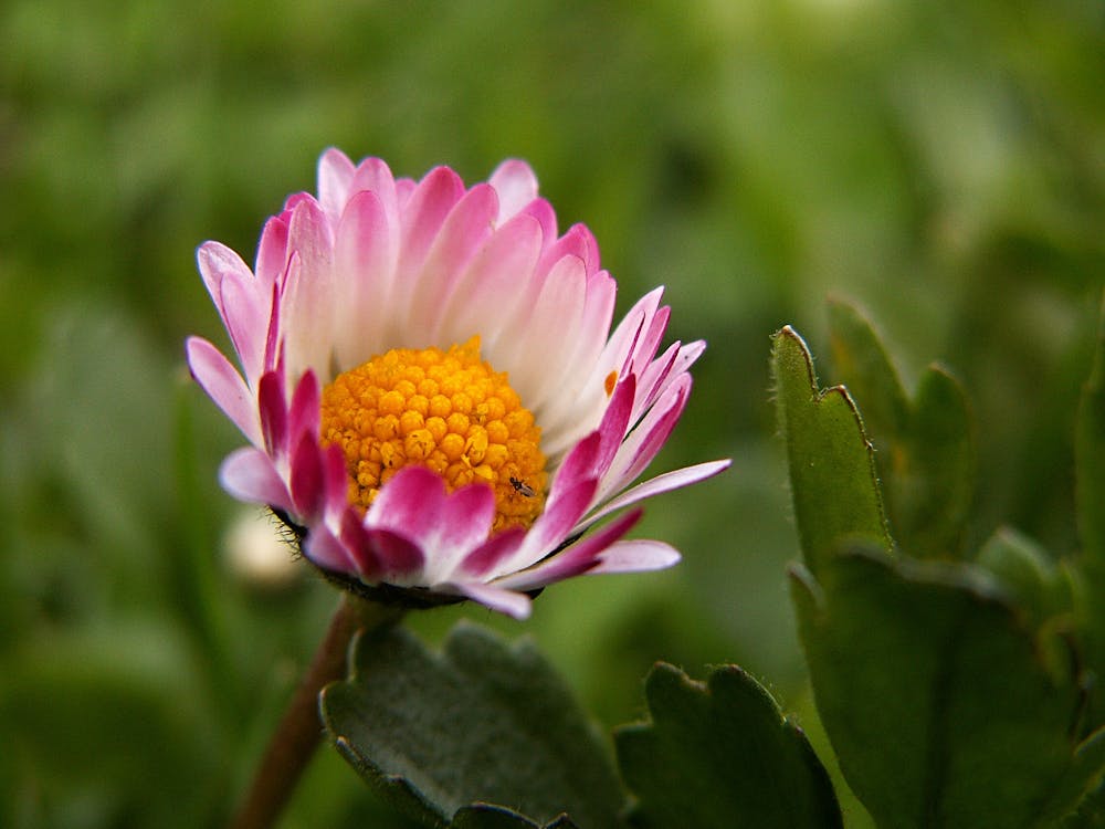 Free Pink White and Yellow Flower Stock Photo