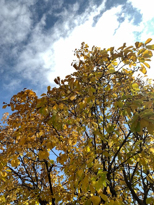 From below of bright yellow tree growing in park against sun shining through cloudy sky on autumn day