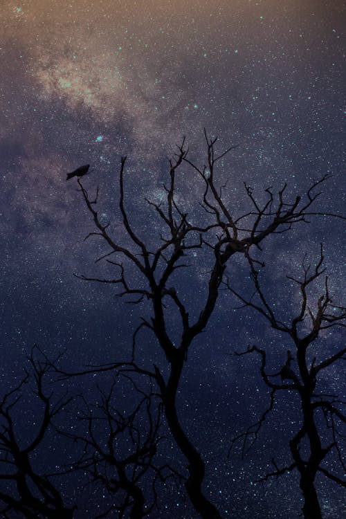 Bare Tree Under Blue Sky With Stars during Night Time