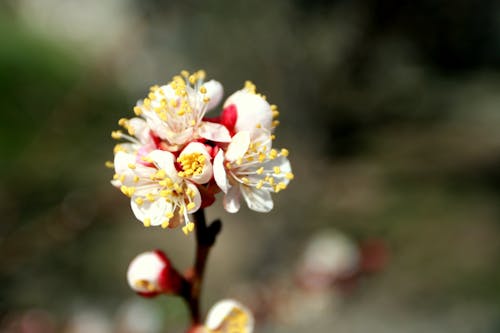Δωρεάν στοκ φωτογραφιών με ανάπτυξη, ανθισμένος, άνθος μηλιάς Φωτογραφία από στοκ φωτογραφιών