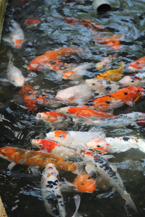 Close Up Photo of Koi Fishes
