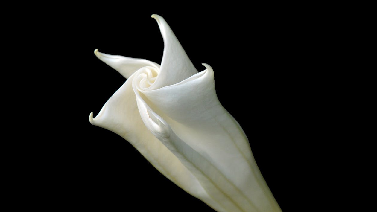 Free White Petaled Flower Against Black Background Stock Photo