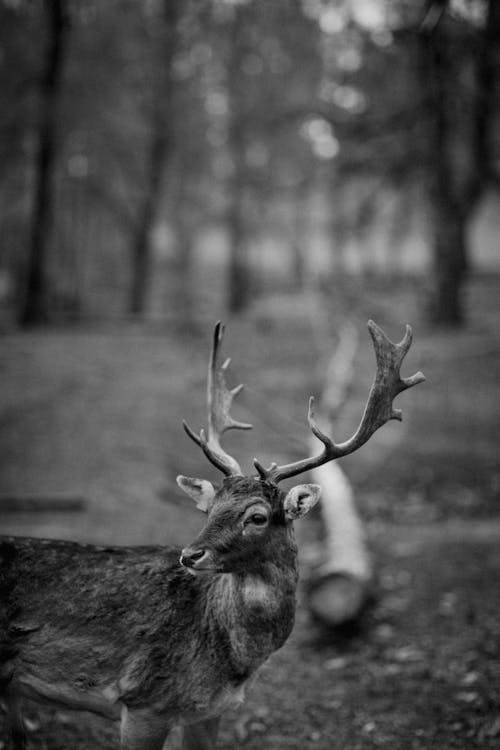 Grayscale Photo of Deer Head