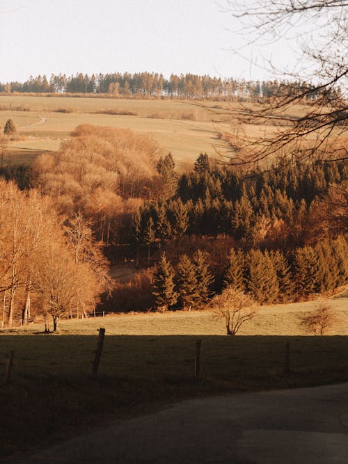 бесплатная Бесплатное стоковое фото с деревья, дневной свет, живописный Стоковое фото