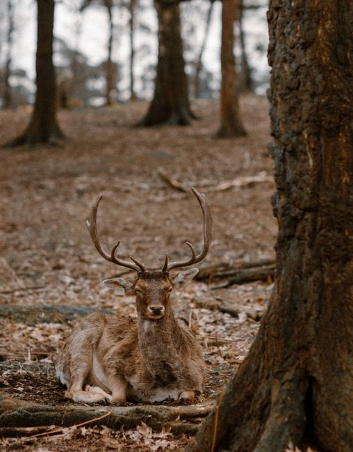 A majestic deer with antlers rests peacefully on the forest floor in autumn, surrounded by tall trees.