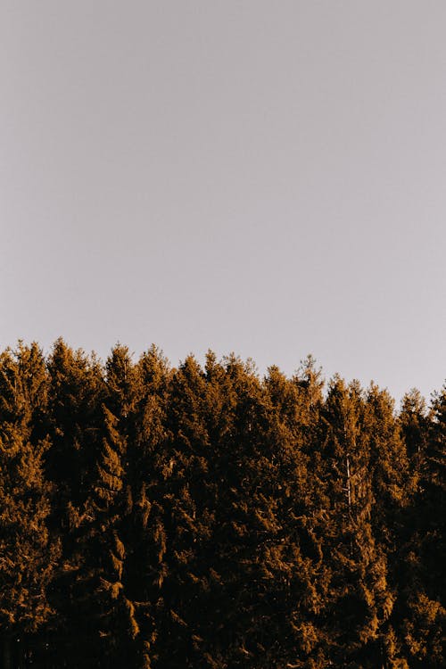 Gratis Pohon Hijau Dan Coklat Di Bawah Langit Kelabu Foto Stok