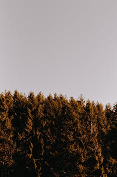 德国哈根茂密森林的树梢与平静灰色天空构成了一幅宁静的景色