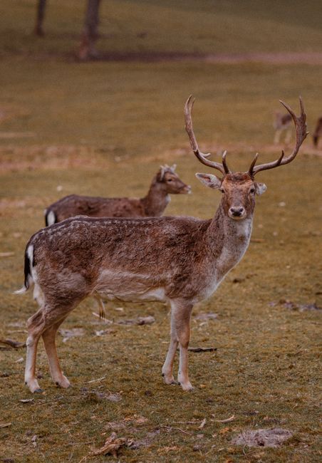 Close-up of a fallow deer with antlers in a natural grassland setting, Germany.