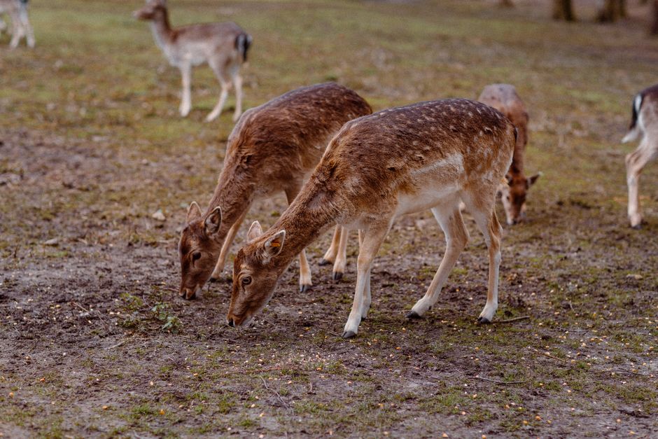 A group of fallow deer foraging in a natural field setting in Germany.