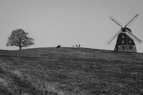 Free stock photo of pferd, wiese, windmühle