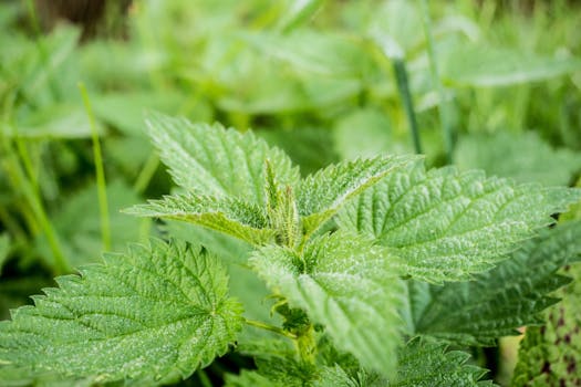 Free stock photo of nature, plant, leaf, green