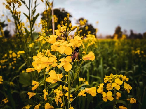 Fotos de stock gratuitas de abejas, amarillo dorado, campo de cultivo