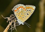 这张蝴蝶的宏观照片拍摄于一株干枯植物上，展现了它鲜艳的橙黑相间翅膀