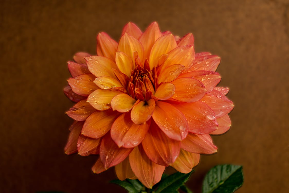 High angle of fresh bright delicate orange dahlia flower with droplets on petals against brown background