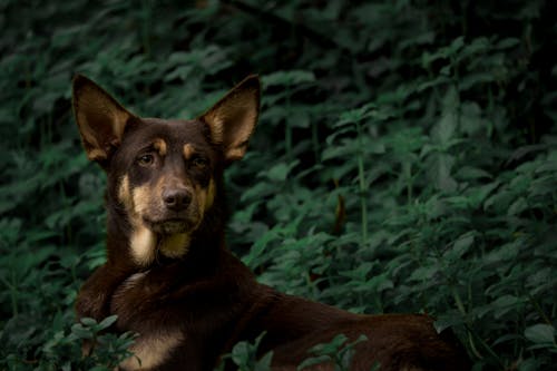 Free A Dog in the Forest Stock Photo