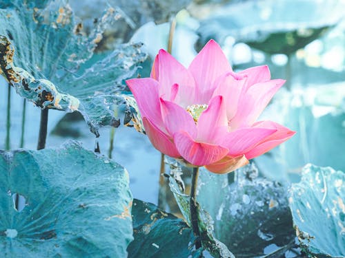 lotus çiçeği, nilüfer içeren Ücretsiz stok fotoğraf