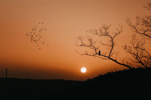 Free stock photo of abend, bäume, blick auf den sonnenuntergang