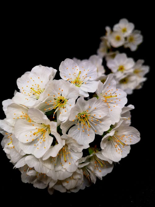 Darmowe zdjęcie z galerii z białe kwiaty, czarne tło, flora