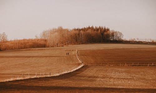 Brown Field With Trees Under White Sky