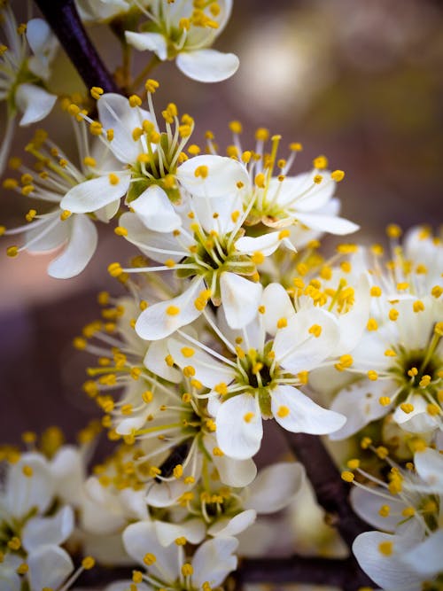 White and Yellow Flowers in Tilt Shift Lens