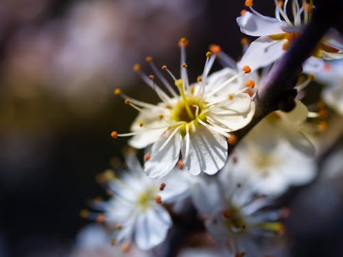 White Flowers in Tilt Shift Lens