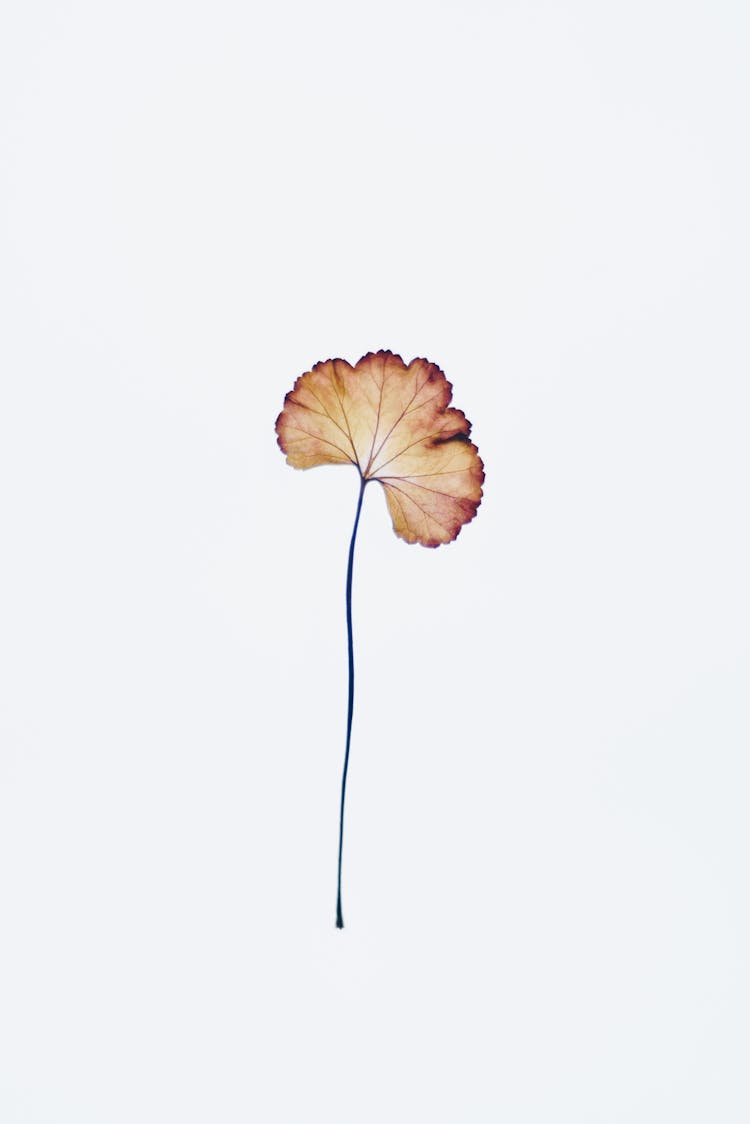 Brown Dry Flower On White Background