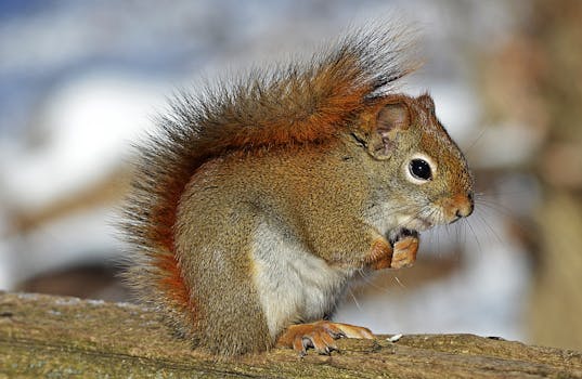 Small Squirrel Standing on Brown Wood