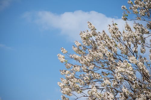 Free stock photo of abstract background, background, beautiful flowers