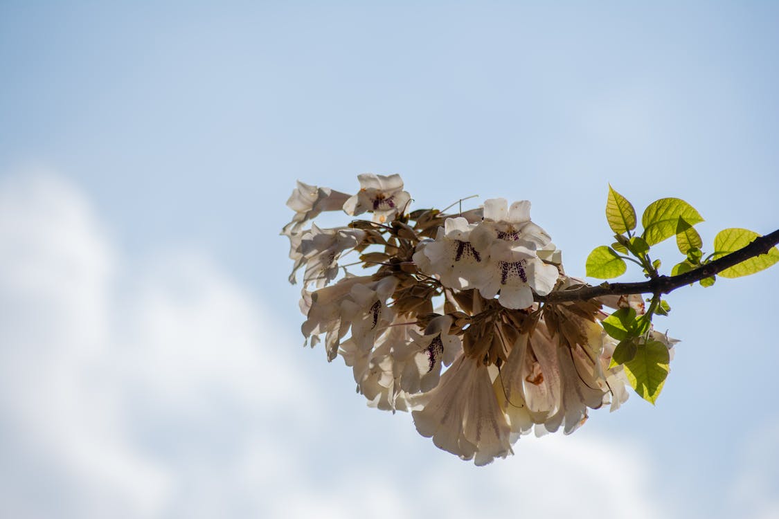 Free stock photo of abstract background, background, beautiful flowers