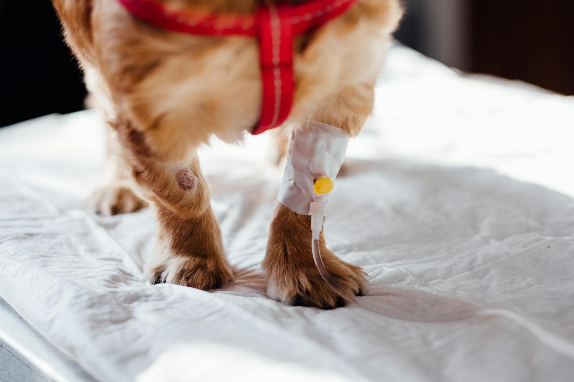 Un chien avec une ligne intraveineuse sur la jambe