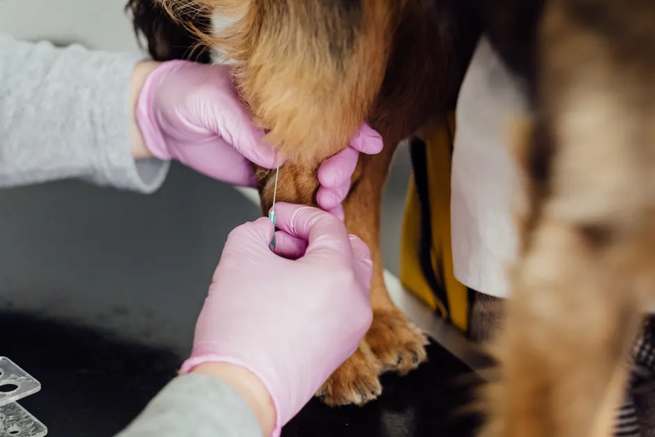 arthritis injection for dogs