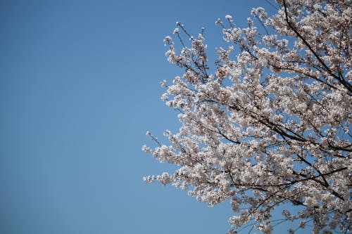 Free White Cherry Blossom Under Blue Sky Stock Photo