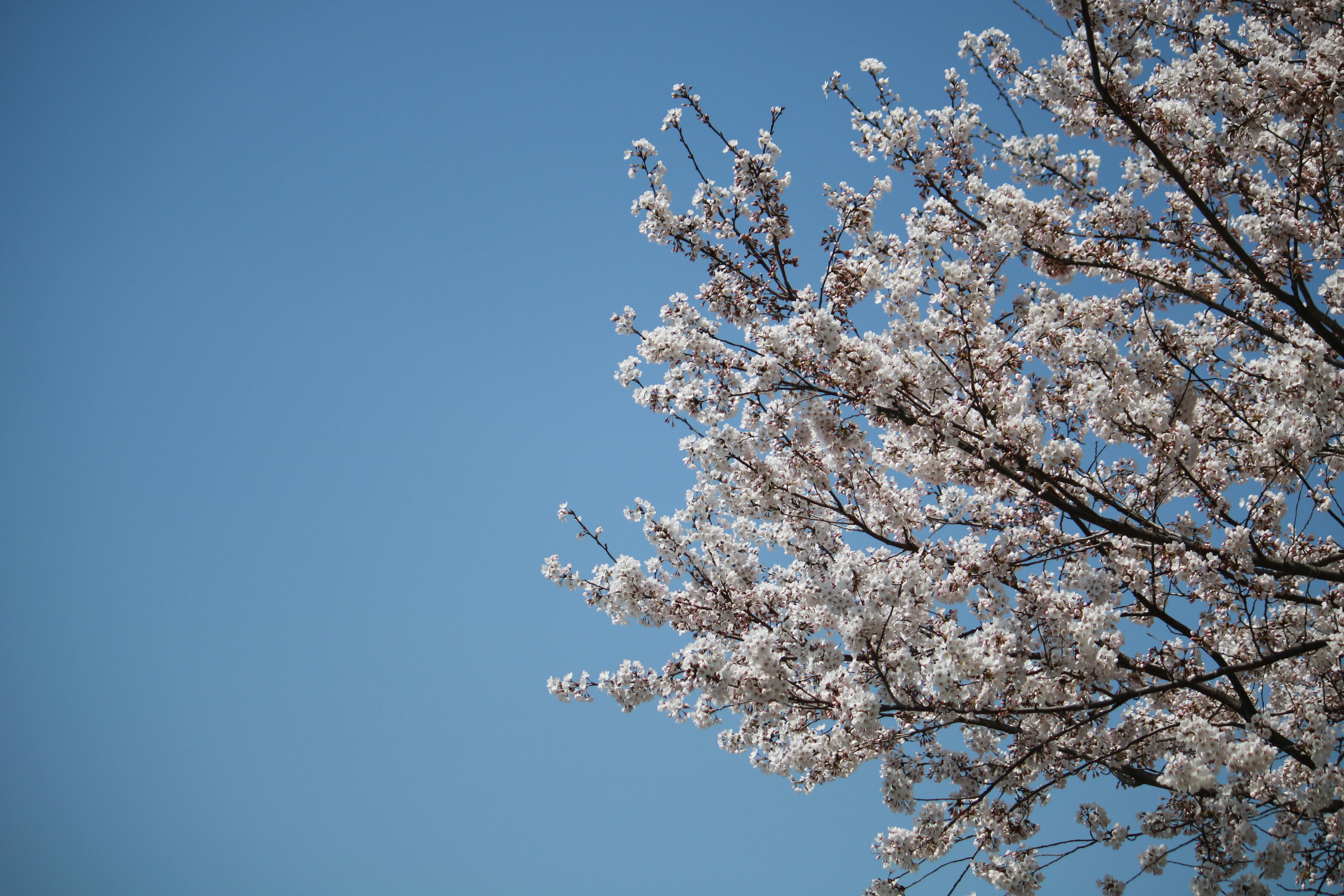 Cherry Blossom Stock Photo - Tận hưởng vẻ đẹp ngày xuân rực rỡ của hoa Anh Đào. Chọn ngay bức tranh với không gian đầy màu sắc để tận hưởng tất cả những giây phút vui vẻ và đam mê. Hãy yêu cuộc sống và đắm chìm vào trái tim ngập tràn niềm vui.