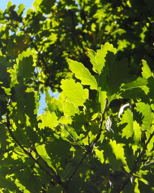 Free stock photo of greenery, oak leaves, summer Stock Photo