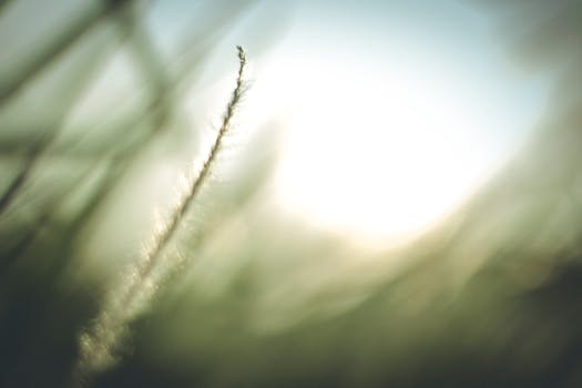 Close-up of grass with sunlight and dewdrops, creating a tranquil atmosphere.
