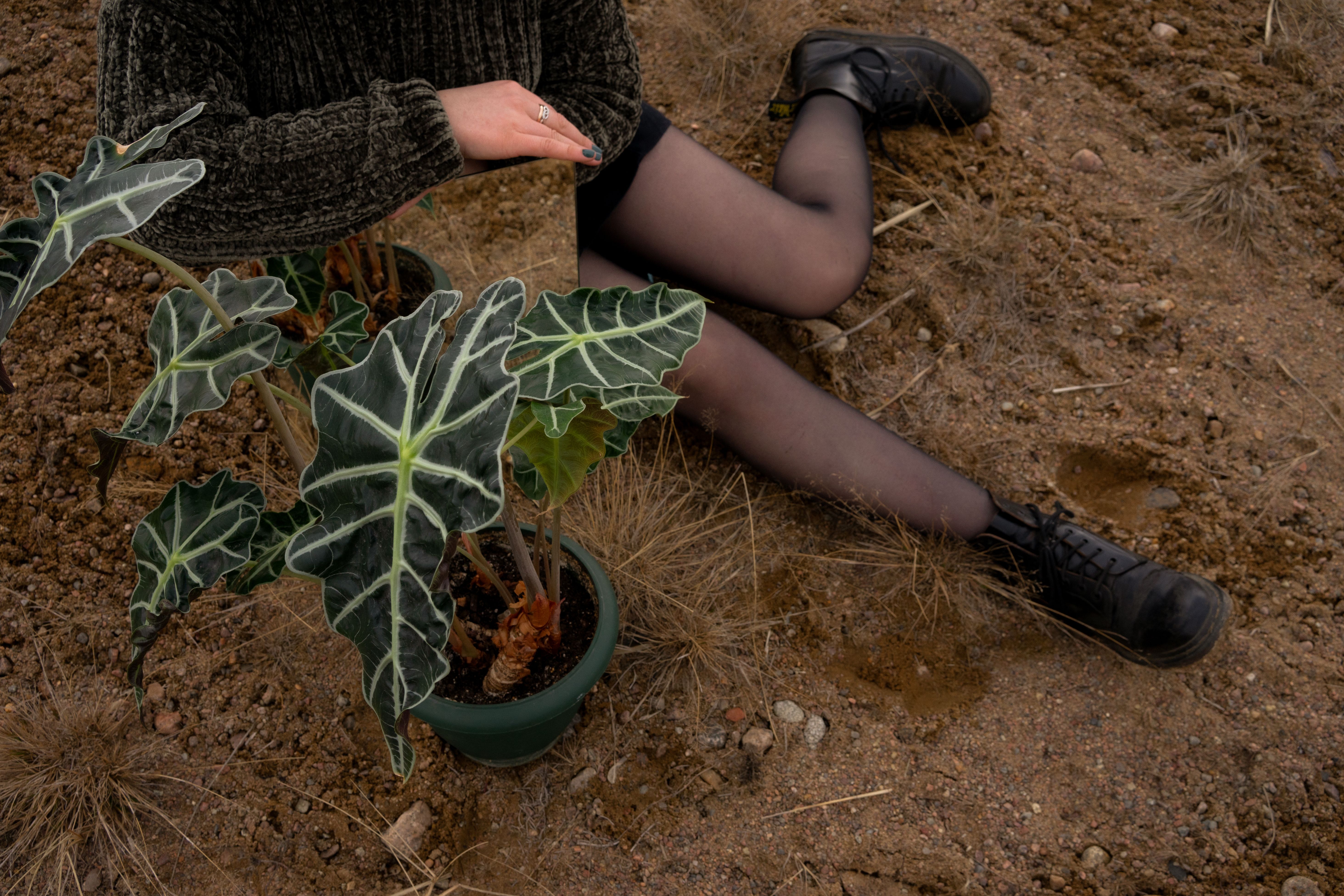 Alocasia black velvet