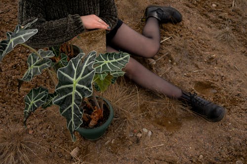 Free Person Holding Green Plant on Brown Soil Stock Photo