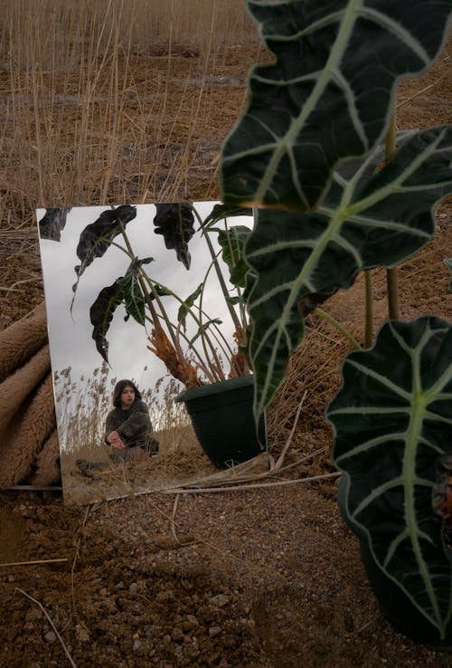 Gratis stockfoto met bloempot, bodem, boerderij