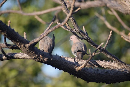 Gray Bird on Brown Tree Branch