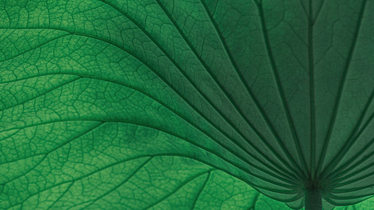 Green Leaf in Close Up Photography