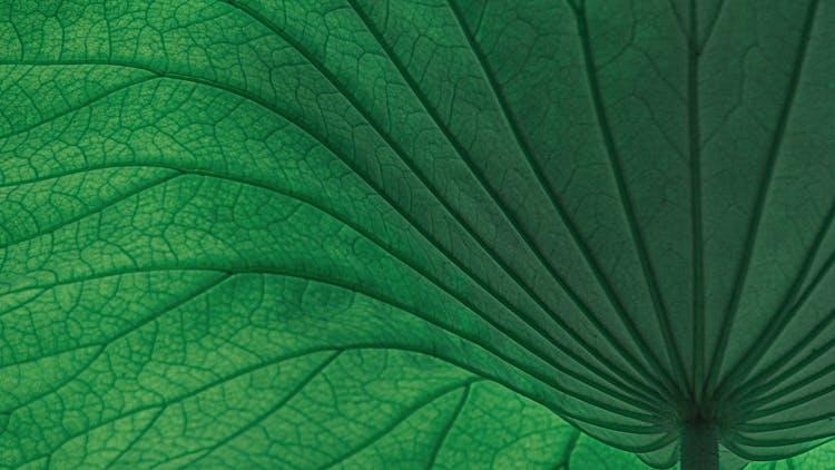 Green Leaf In Close Up Photography