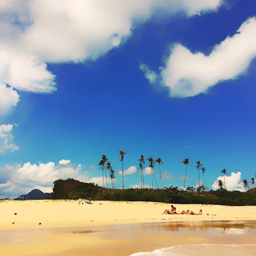 Coconut Trees on Beach Under Blue Sky and White Clouds