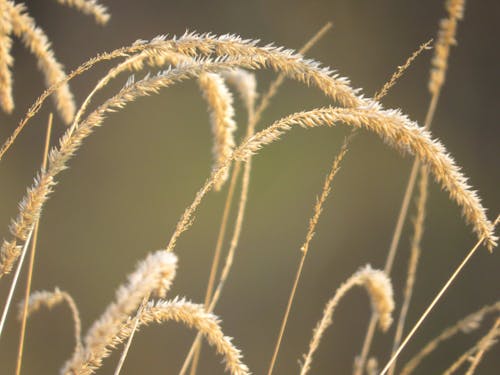 Thin dry golden grass growing in agricultural field