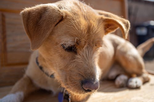 Foto profissional grátis de animais, bonitinho, brincalhão